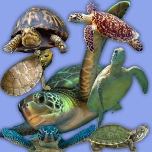 Meet your Posher, Mia